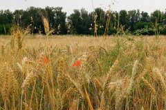 Un po' di campagna a Sassuolo